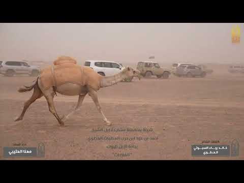 شيلة مهنا العتيبي منقية الشيخ أحمد بن حرب العطوي تصوير بيارق الشمال