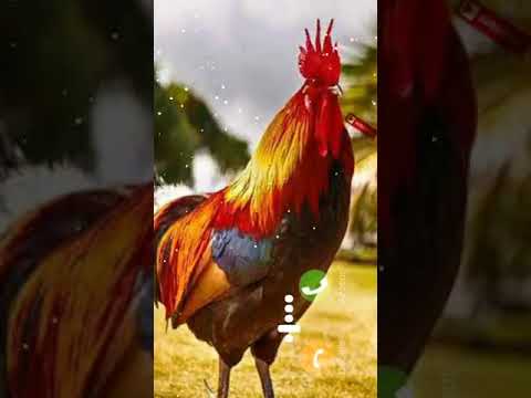 رنين الهاتف الجوال نغمة صياح الديك رنات الهاتف رنات هاتف