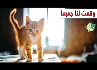  5 أشياء تحدث عندما تربي قطة أول مرة