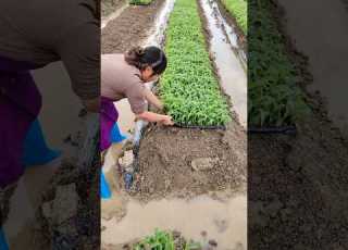 Corn Seedlings Are Ready For Transplanting Satisfying Shot
