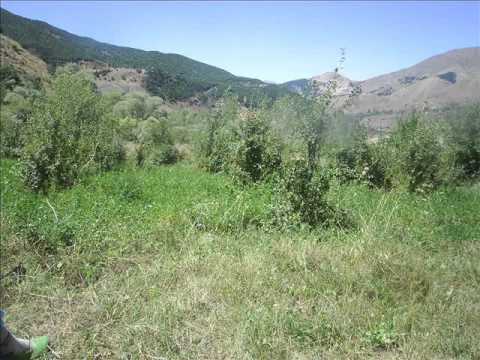 Xezal U Delal Tew Veyvike Kaynarpınar Köyü