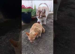 Husky Dog Kiss Butt Ginger Cat HuskyandCats Shorts