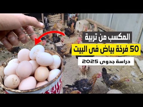 تربية الفراخ البياض في المنزل دراسة جدوى على 50 فرخة بياض وأسرار زيادة إنتاج البيض