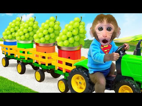 القرد بون بون يحصد الفاكهة في الحديقة ويلعب بسعادة مع القرد الصغير الظريف بون بون بالعربي