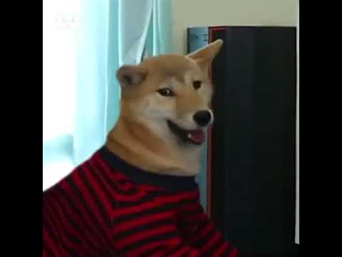 前世がキーボードクラッシャーだった犬