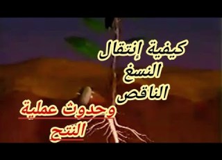 إنتقال النسغ الناقص عبر أعضاء النبات الأخضر سنة أولى متوسط