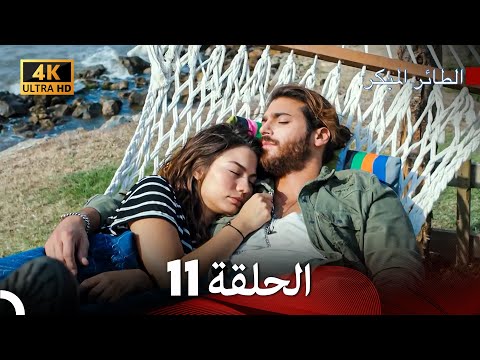 مسلسل الطائر المبكر الحلقة 11 4K Arabic Dubbed