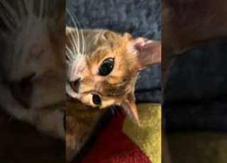 WHY IS SHE SO CUTE WAAAAH Cat Pets Fyp Cute