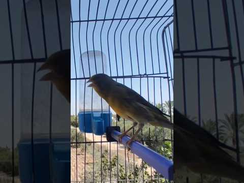 انثى كناري تنادي