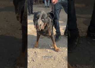  اغرب كلب في سوق الجمعة Dog كلاب Foryou Americanbully Pitbull ابلور Pets Pitbul
