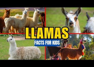 All About Llamas Facts For Kids