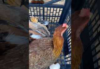 The Prophet Peace And Blessings Be Upon Him Said ﷺ WordsOfRelief Explore Quran Tilawat