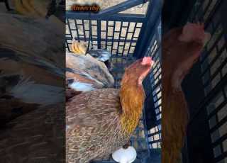 The Prophet Peace And Blessings Be Upon Him Said ﷺ WordsOfRelief Explore Quran Tilawat