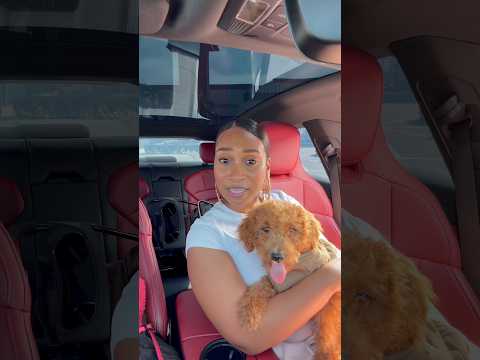 He S Giving Toy Mini Doodle Chile As Long As He Can Fit On That Plane Lmao