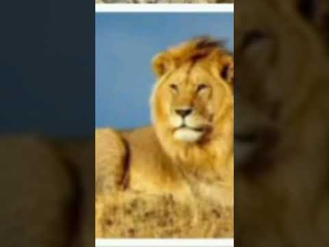 تفسير رؤية الأسد في المنام لابن سيرين ومعرفة خيرها وشرها للانسة والاعزب والمتزوجة والرجل تفسير رؤية الأسد في المنام لابن سيرين ومعرفة خيرها وشرها للانسة والاعزب والمتزوجة والرجل