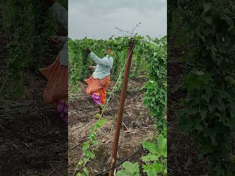 Farming Lifeisbutadream Agriculture Explore Farmer Shetkari Sheti Youtubeshorts Instagram
