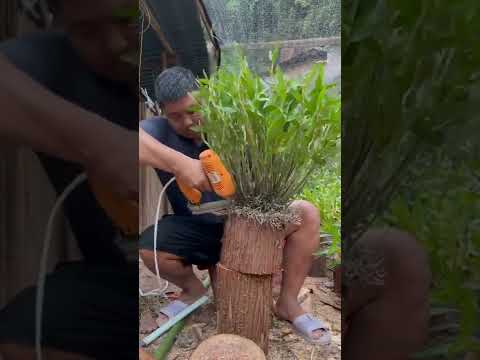 How Amazing To Grow Orchids Propagate Plant Fast And Easy 4783