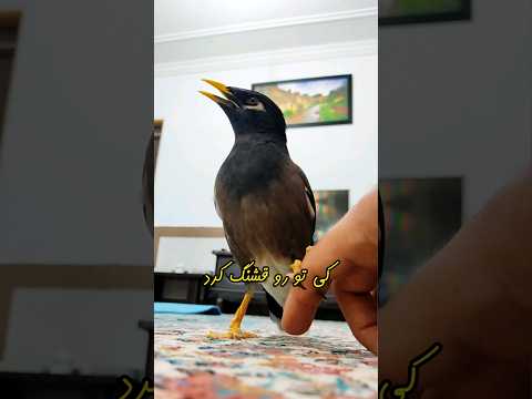شعر خوانی مرغ مینا سخنگو Birds Cute Poem Shorts شعر پرنده Trending