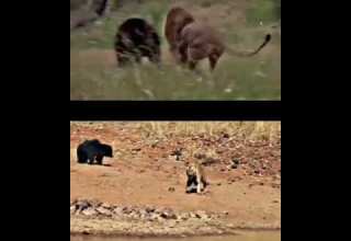 الفرق بين الأسد والنمر في قتال الدب