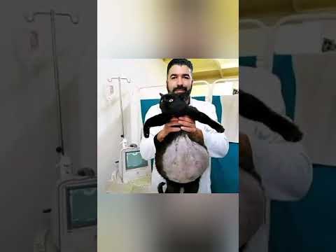 الحاله الاولى عالميا طبيب بيطري جزائري يجري عمليه جراحيه لقطه الحاله الاولى عالميا طبيب بيطري جزائري يجري عمليه جراحيه لقطه