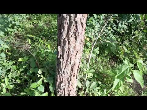 Ufahamu Mti Wa Mninga Pterocarpus Angolensis Transvaal Teak Colorful Bloodwood