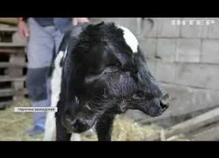 Двоголове теля народилося у Північній Македонії відео