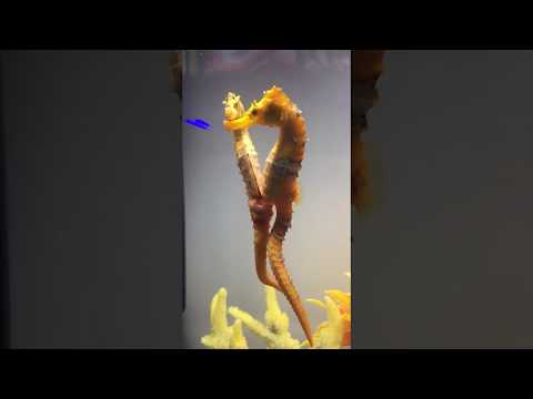 Female Seahorse Transferring Her Eggs To The Male Seahorses Beauty Nature Aqualush Female Seahorse Transferring Her Eggs To The Male Seahorses Beauty Nature Aqualush