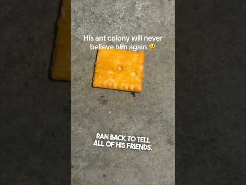 This Ant Will Never Be Trusted Again