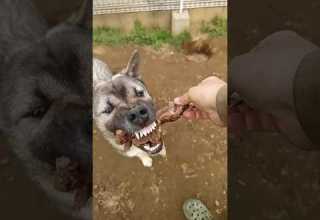 Dogs Eating Venison Bones DogFeelings LifeWithDogs DogStagram LifeWithDogs HuntingDogs Japa Dogs Eating Venison Bones DogFeelings LifeWithDogs DogStagram LifeWithDogs HuntingDogs Japa