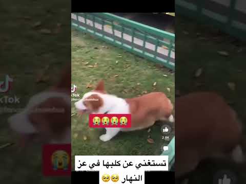 تستغني عن كلبها امام الجميع قسوة كلب وفاء