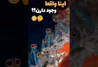 موجودات عجیب دریایی که باور نمی کنید واقعی باشن موجودات عجیب اقیانوس واقعی دریا