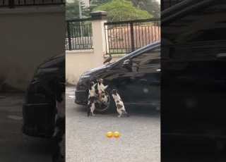  پسرا وقتی دختر میبینن پسرا فان خنده طنز دختر مخ زنی کراش پیشی گربه هول Yaagmoor