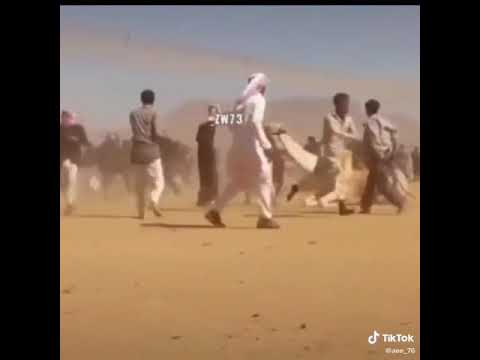 يكول الزير ابو ليلى المهلهل