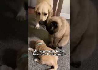  Part 72 Funny Cat ExplorePage
