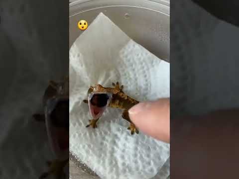 صرخت وزغ مرعبة تحبس الأنفاس اتحداك ماتعيد الفيديو اكتر من مرة