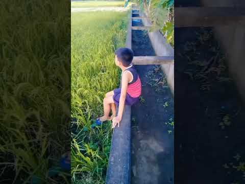 Palay Anihan Ng Palay Farmers Farm Framer Farmerlife Palay Harvest Riceharvest