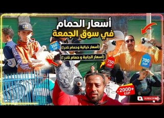 اسعار الحمام اليوم8 5 2026 في سوق الجمعه حمام غوزار حمام زينة سوق الحمام مع شريف