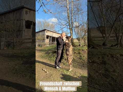Auf Augenhöhe Mufflon Mensch