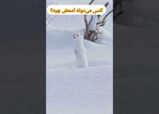 کسی میدونه چیه