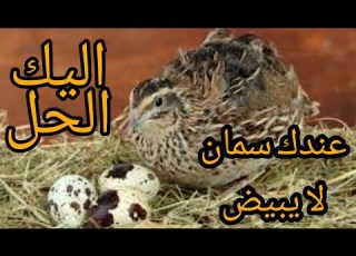  عندك سمان لا يبيض اليك الحل