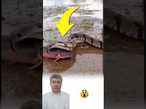 انقطع الأمان فوقع مالم يكن بالحسبان Shorts Animals سبحان الله