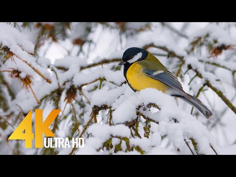 4K Songs Of Birds In Winter Nature Relax Video With Real Birds Chirping 4K Songs Of Birds In Winter Nature Relax Video With Real Birds Chirping