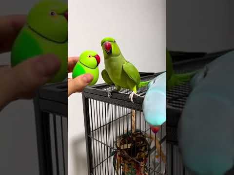 تربية الببغاوات ببغاء الدره الهندي بضحك عليه ببغاء لعبه