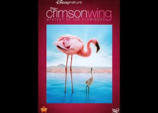  The Crimson Wing Mystery Of The Flamingos 2010 DVD Overview