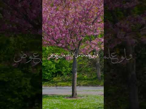 ويكتب الله خيرا أنت تجهلـه