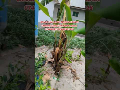 BANDA LINA UZWA MILIONI 10 LIPO CHANIKA ZINGIZIWA STENDI JIJI LA ILALA