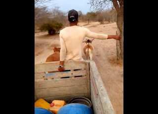 Mange Ndimi