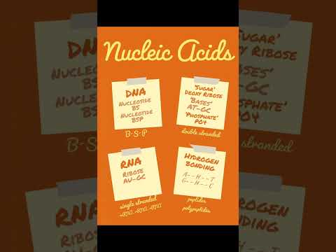 Biomolecules Class 12 Chemistry CBSE