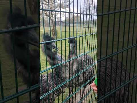 Zwei Prächtige Riesige Strauße