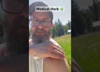 Medical Herb To Reduce Insect Bites Shorts Herbs Medicalherbs Naturemedicine Homesteading